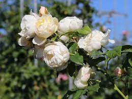 .плетистые крупноцветковые розы » uetersener klosterrose (ютерзинэ клозтерозэ). Kletterrose Uetersener Klosterrose Beste Sorten Rosen Wissen