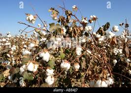 Image result for Gossypium barbadense