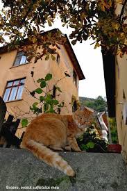 Exclusiv al doilea golgeter al ligii 1, desființat de patronul său: Kundalini Pisica In Expresii Zicale Cu Pisici