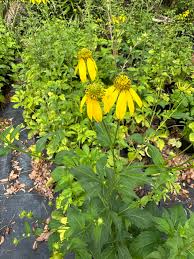 Image result for Rudbeckia laciniata