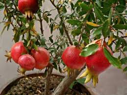 Distributor jual bibit tanaman unggul bersertifikat: Pusat Distributor Grosir Eceran Jual Bibit Tanaman Buah Delima Merah Tabulampot Langka Murah Online Di Kota Kabupaten Samudrabibit Com