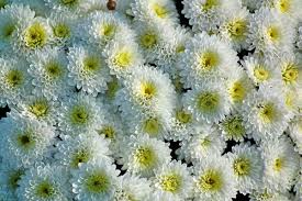 Maybe you would like to learn more about one of these? High Yield Flowers For Maximum Profits Agri Farming