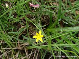 Image result for Hypoxis kilimanjarica