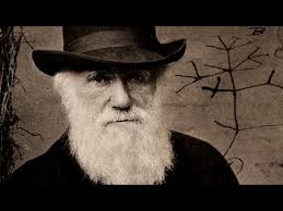 Quién robó los papeles de Darwin? El misterioso 'regreso' de los cuadernos  que explican la evolución