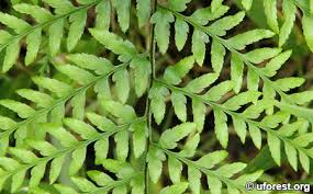 Image result for Pityrogramma argentea
