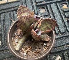 Image result for Kalanchoe humilis