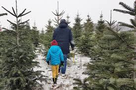 Haben sie ihn bereits lange vor weihnachten gekauft oder selber geschlagen, sollte er so lange wie möglich an einem kühlen, schattigen platz im freien stehen. Unsere Neue Familientradition Wir Schlagen Unseren Weihnachtsbaum Selbst Mama Geht Online