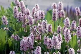 Image result for Stachys