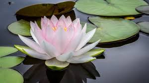 Maybe you would like to learn more about one of these? The Lotus Eaters The Flower At The Heart Of Buddhist Tradition And Wonderful Dishes