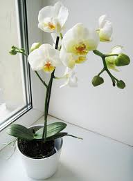 La loro fioritura, infatti, non è certa perchè. Orchidea Phalaenopsis Cura A Casa Correzione Dell Orchidea Corretta Dopo L Acquisto Nel Negozio