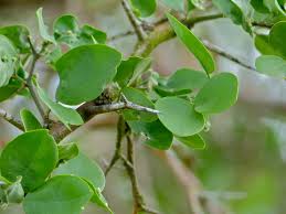 Image result for Balanites