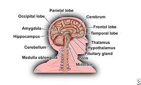 When the central nervous system becomes damaged or peripheral. What Is Central Nervous System Definition Function Parts
