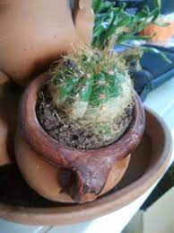 Explorez dans cet article le cactus sous toutes ses facettes, multiples le cactus peut être fleuri comme le mammilaria, en forme de boule comme l'echino (echinopsis), ou composé de protubérances tel le gymnocalycium. Plante Qu Est Ce Qu Il A Mon Cactus