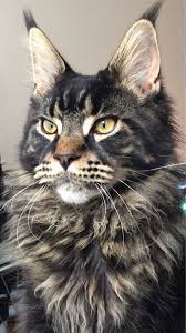 pin on maine coons