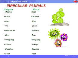 The plural forms for cactus are cacti or cactuses, both are accepted. Plural Form Of Cactus Eayan