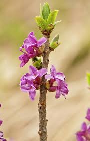 Image result for Daphne mezereum