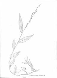 Image result for Pseudechinolaena polystachya