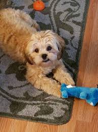 Yorkie shih tzu poodle mix black and white. Top 10 Reasons To Love A Shorkie Poo