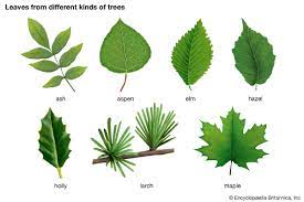 Maybe you would like to learn more about one of these? Leaf Kids Britannica Kids Homework Help