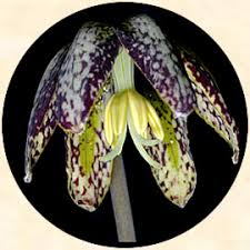 Image result for Eragrostis botryodes