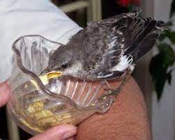 The Rasch Outdoor Chronicles Feeding A Baby Mockingbird Making Formula Baby Feeding Feeding How To Make