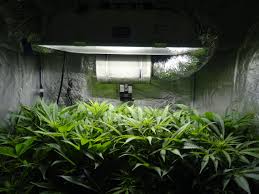 Check spelling or type a new query. How Far Should Grow Lights Be From Cannabis Plants Grow Weed Easy