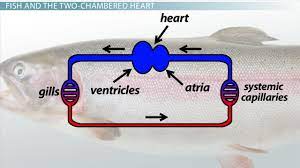 The circulatory and respiratory systems are closely linked. Two Chambered Heart Definition Anatomy Biology Class 2021 Video Study Com