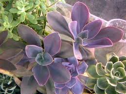 Maybe you would like to learn more about one of these? Echeveria Gibbiflora Metallica Metallic Echeveria Echeveria Gibbiflora Echeveria Succulents
