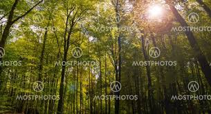 Summer Forrest Sunrise Dawn..." by Michael Kuelbel