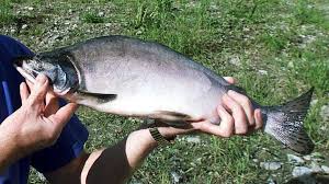 Invasjon av pukkellaks i norsk kystfarvann og norske vassdrag, vil ha negative konsekvenser på biologisk mangfold, produktiviteten til lokal laksefisk og akvakultur. Pukkellaks I 43 Elver Rbnett No Nyheter Sport Kultur Og Okonomi
