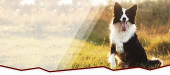 We're committed to providing the best pet care in morganton. Veterinarians In Lavale Lavale Veterinary Hospital