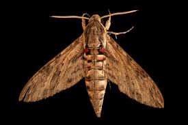 Image result for Convolvulus farinosus