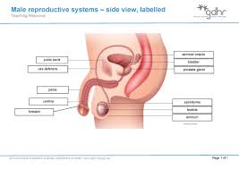 Find professional anatomy 3d models for any 3d design projects like virtual reality (vr), augmented reality (ar), games, 3d visualization or animation. Male Reproductive System Gdhr Portal