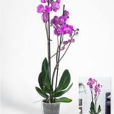Orchideen Zum Bluhen Bringen So Gelingt S Garantiert Orchideen Orchideen Garten Orchideen Vermehren