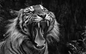Download Tiger Wallpaper Black And White 343226 Hd Wallpaper Backgrounds Download All of the tiger wallpapers bellow have a minimum hd resolution (or 1920x1080 for the tech guys) and are easily downloadable by clicking the image and saving it. download tiger wallpaper black
