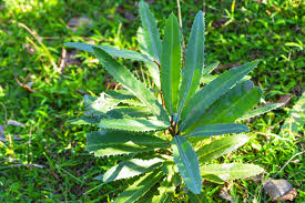 Image result for Brexia madagascariensis