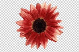 Gerbera Jamesonii Flower Gerbera Aurantiaca Graphy Sunflower Flowers Daisy Family Sunflower Vector Png Klipartz Women day 8 march floral theme free vector. gerbera jamesonii flower gerbera