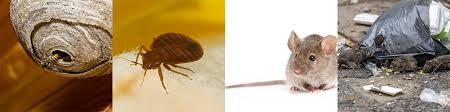 Getting rid of cockroaches in the house how to get rid of mice diy natural pest control remedies for ants. Pest Control Mice Rat Control Edinburgh Barricade