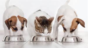 We did not find results for: Pet Nutritional Counseling Near Me Sunset Animal Clinic