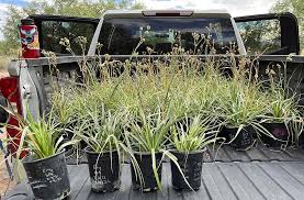 Image result for Anthephora pungens