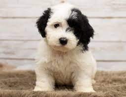 Standard And Mini Sheepadoodle Puppies For Sale Poodles 2 Doodles Sheepadoodle Puppy Sheepadoodle Mini Puppies