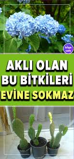Bu Bitkileri Sakin Evinize Sokmayin Bitki Organik Bahcecilik Fikirleri Dogal Tedaviler