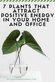 7 Plants That Attract Positive Energy In Your Home And Office Positive Energy Energy Plants