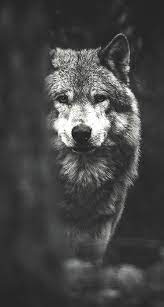 Perfect screen background display for desktop, iphone, pc, laptop, computer, android phone, smartphone, imac, macbook, tablet, mobile device. 60 Wolf Wallpapers Hd 4k 5k For Pc And Mobile Download Free Images For Iphone Android