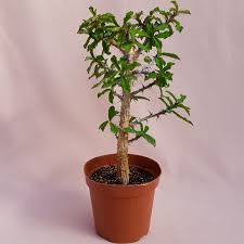 Image result for Monadenium rugosum