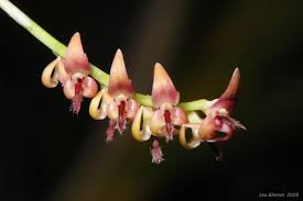 Image result for Bulbophyllum rugosibulbum