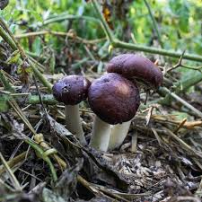 The process of how to grow mushrooms indoors is something that a lot of homeowners are interested in learning. How To Grow Mushrooms On Outdoor Mushroom Beds North Spore