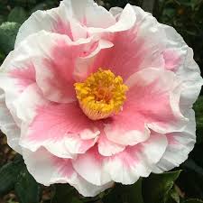 Camellia Japonica Louise Fitzgerald Camellia Flowers Garden Horticulture Landscape Savannah Camellias Www Ge Beautiful Flowers Pretty Flowers Flowers