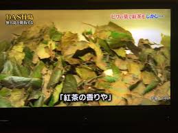 白金びわ茶 On Twitter 基本的なびわ茶の作り方と同じでしたね すごいです 紅茶のような色にするには 白金びわ茶のようにびわ種を入れるのが正解です そしてびわ種の入ったびわ茶は白金びわ茶だけ Tokio 鉄腕dash