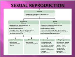 flow chart to explain the process of sexual reproduction in